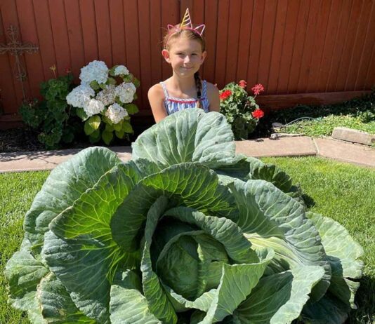Morgan Hill third-grader grows ‘Best in State’ cabbage