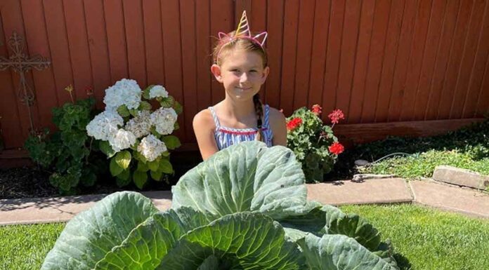 Morgan Hill third-grader grows ‘Best in State’ cabbage