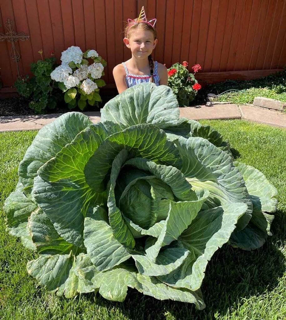 Hill thirdgrader grows ‘Best in State’ cabbage Hill Times Hill, San