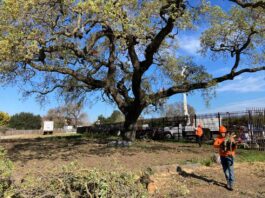 Local collaboration keeps heritage oak healthy