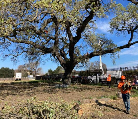 Local collaboration keeps heritage oak healthy