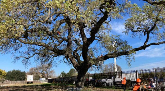 Local collaboration keeps heritage oak healthy