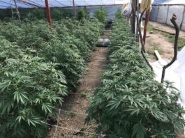 Cannabis plants, firearms seized at east Morgan Hill site