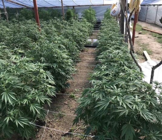 Cannabis plants, firearms seized at east Morgan Hill site