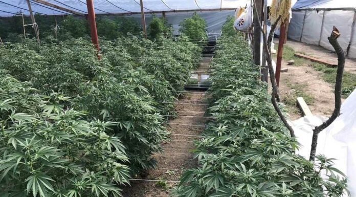 Cannabis plants, firearms seized at east Morgan Hill site