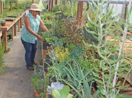 Nursery plants remain Santa Clara County’s most valuable crops susan peterson nursery beautiful plants succulents crop report santa clara county gilroy san martin