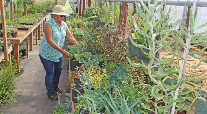 Nursery plants remain Santa Clara County’s most valuable crops susan peterson nursery beautiful plants succulents crop report santa clara county gilroy san martin