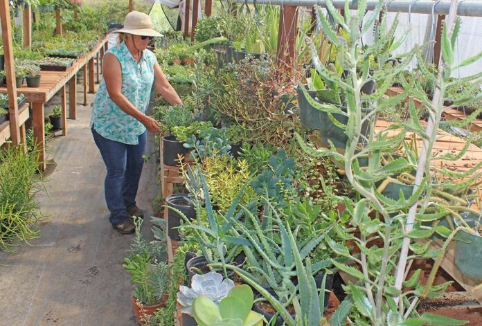 susan peterson nursery beautiful plants succulents crop report santa clara county gilroy san martin