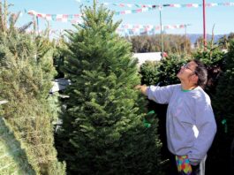 It’s the busiest time of the season for Battaglia Ranch battaglia ranch christmas tree jenny ching