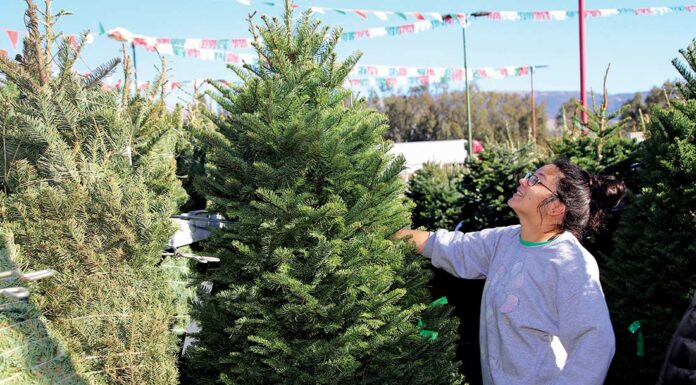 It’s the busiest time of the season for Battaglia Ranch battaglia ranch christmas tree jenny ching