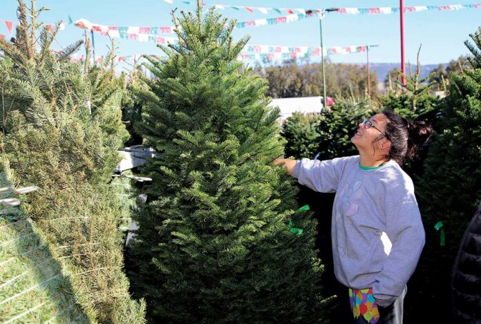 battaglia ranch christmas tree jenny ching