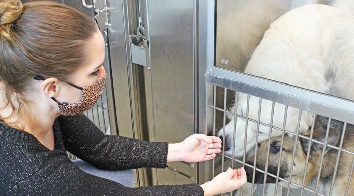 Santa Clara County animal shelter urges public to adopt dogs lisa jenkins santa clara county animal services center shelter dogs