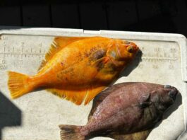 Morgan Hill company’s fishing crew catches rare, brightly colored petrale sole