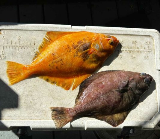 Morgan Hill company’s fishing crew catches rare, brightly colored petrale sole