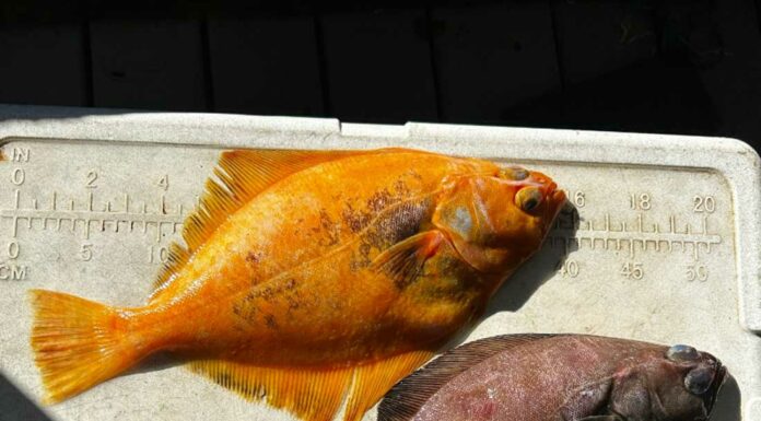 Morgan Hill company’s fishing crew catches rare, brightly colored petrale sole
