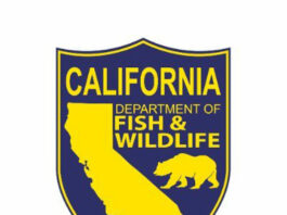 Parasite kills native California pigeons