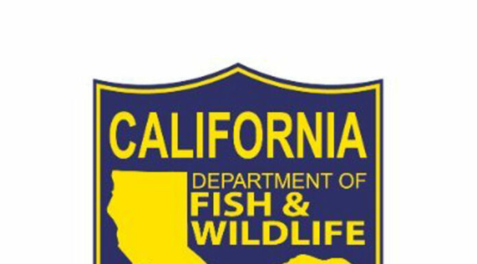 Parasite kills native California pigeons