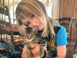 County animal shelter seeks volunteers to foster kittens