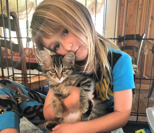 County animal shelter seeks volunteers to foster kittens