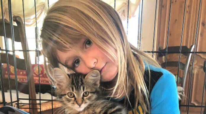 County animal shelter seeks volunteers to foster kittens