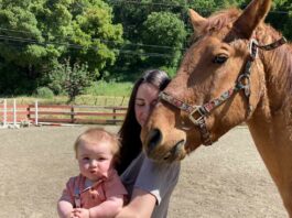 Nonprofit horse rescue searches for new home
