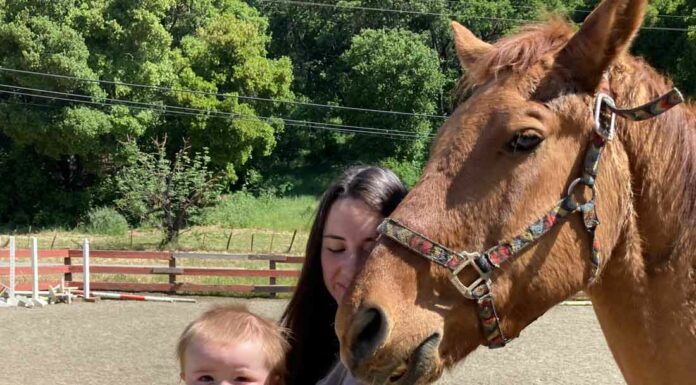 Nonprofit horse rescue searches for new home