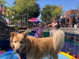 Downtown for the dogs