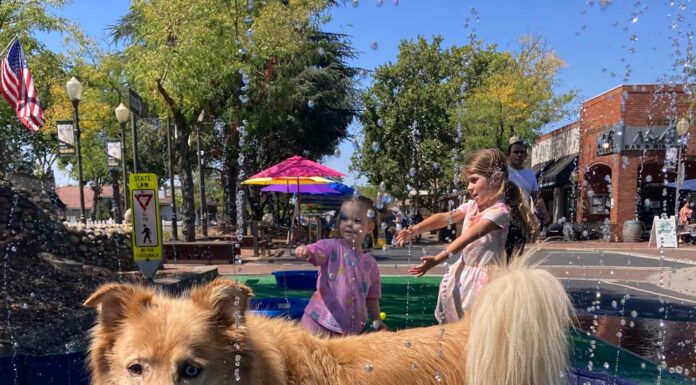 Downtown for the dogs