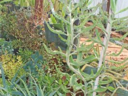 Nursery crops, mushrooms remain at the top in Santa Clara County agriculture nursery beautiful plants succulents