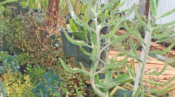 Nursery crops, mushrooms remain at the top in Santa Clara County agriculture nursery beautiful plants succulents