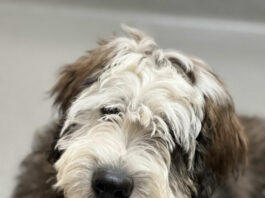 A rare breed in Morgan Hill