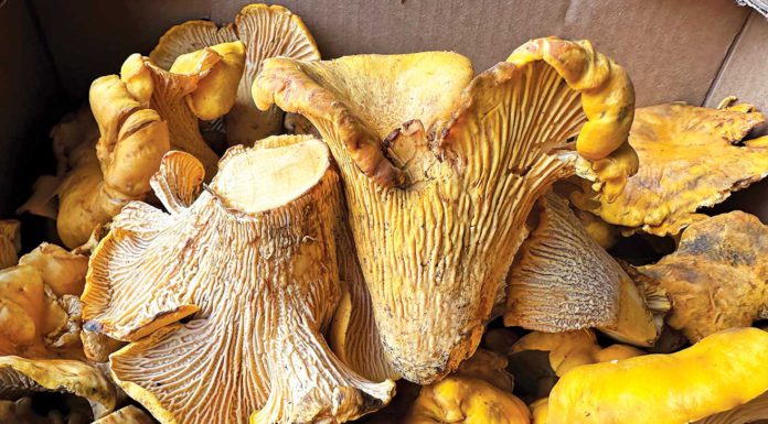 From fungus to fentanyl, new laws address variety of topics in 2024 Chanterelle mushrooms