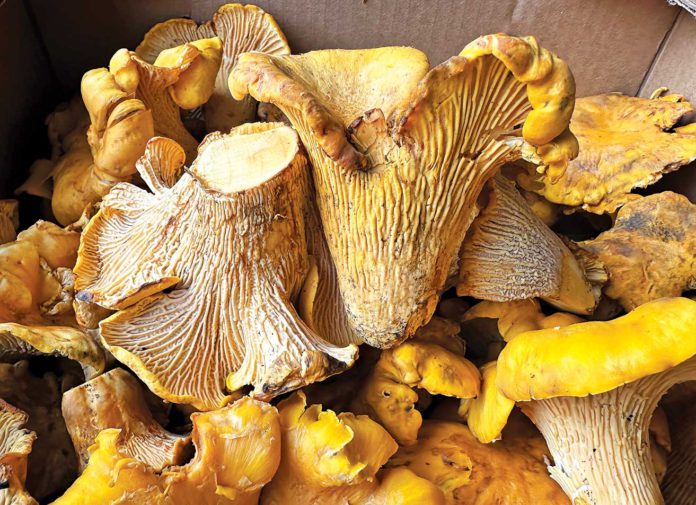 Chanterelle mushrooms