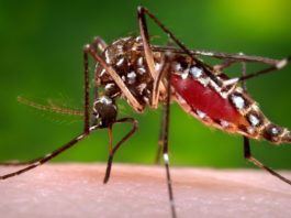 First West Nile death reported in Santa Clara County