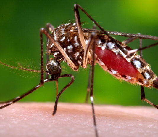 First West Nile death reported in Santa Clara County