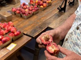 In season at Andy’s Orchard