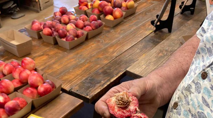 In season at Andy’s Orchard