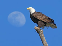 OSA announces winners of Coyote Valley photo contest