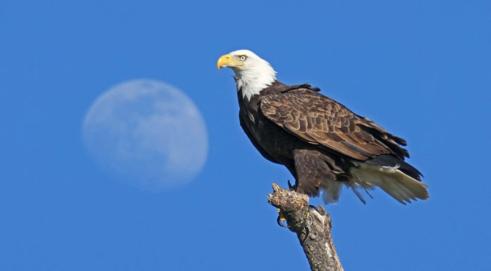 OSA announces winners of Coyote Valley photo contest