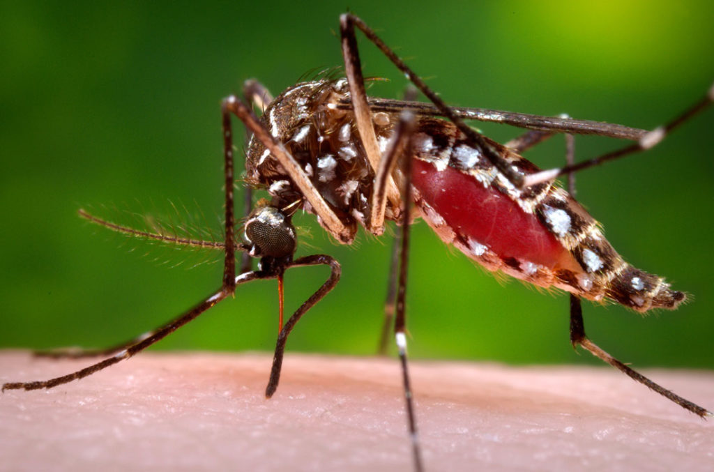 Image for display with article titled ‘Aggressive’ Non-Native Mosquito Found in Gilroy