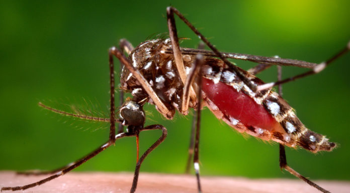 ‘Aggressive’ non-native mosquito found in Gilroy