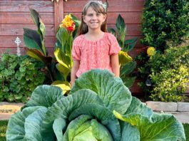 Morgan Hill third-grader grows California’s largest cabbage