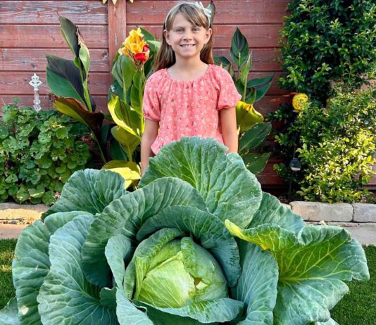 Morgan Hill third-grader grows California’s largest cabbage
