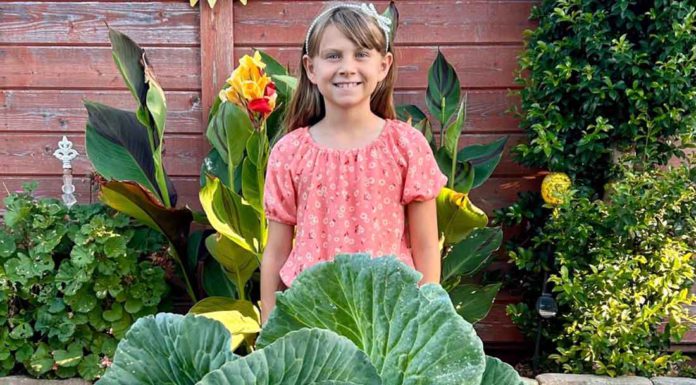 Morgan Hill third-grader grows California’s largest cabbage