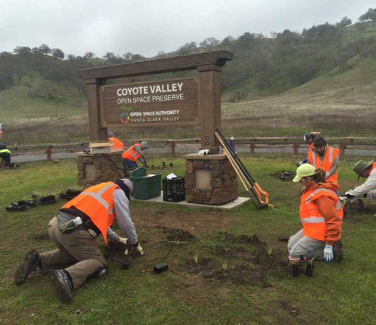 Volunteer for nature in 2025