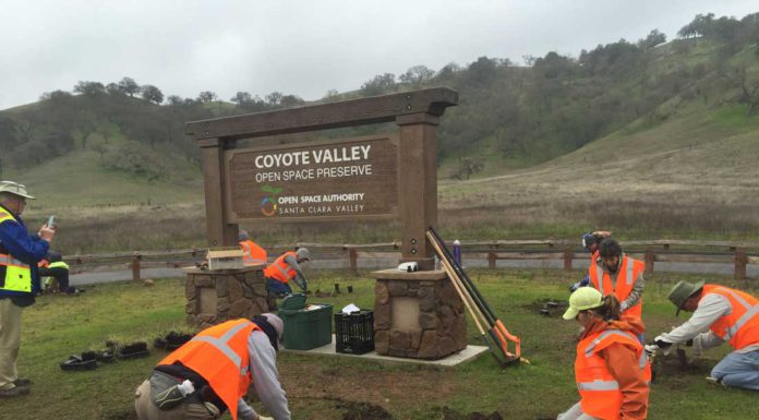 Volunteer for nature in 2025