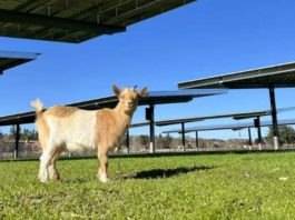 County installs solar panel array at San Martin animal center