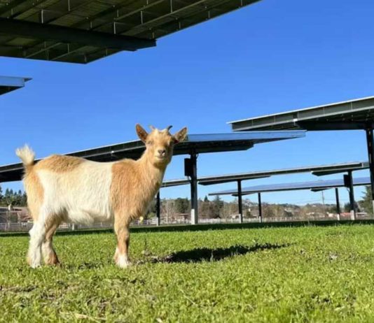County installs solar panel array at San Martin animal center