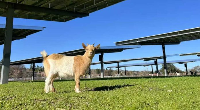 County installs solar panel array at San Martin animal center