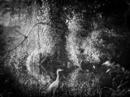 Local artist, teacher opens solo show at Cura Contemporary